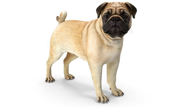Dirty Dog