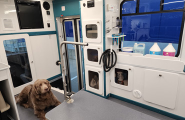 Dirty Dogs grooming
