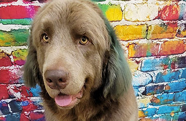 Dirty Dogs grooming
