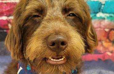 Dirty Dogs grooming